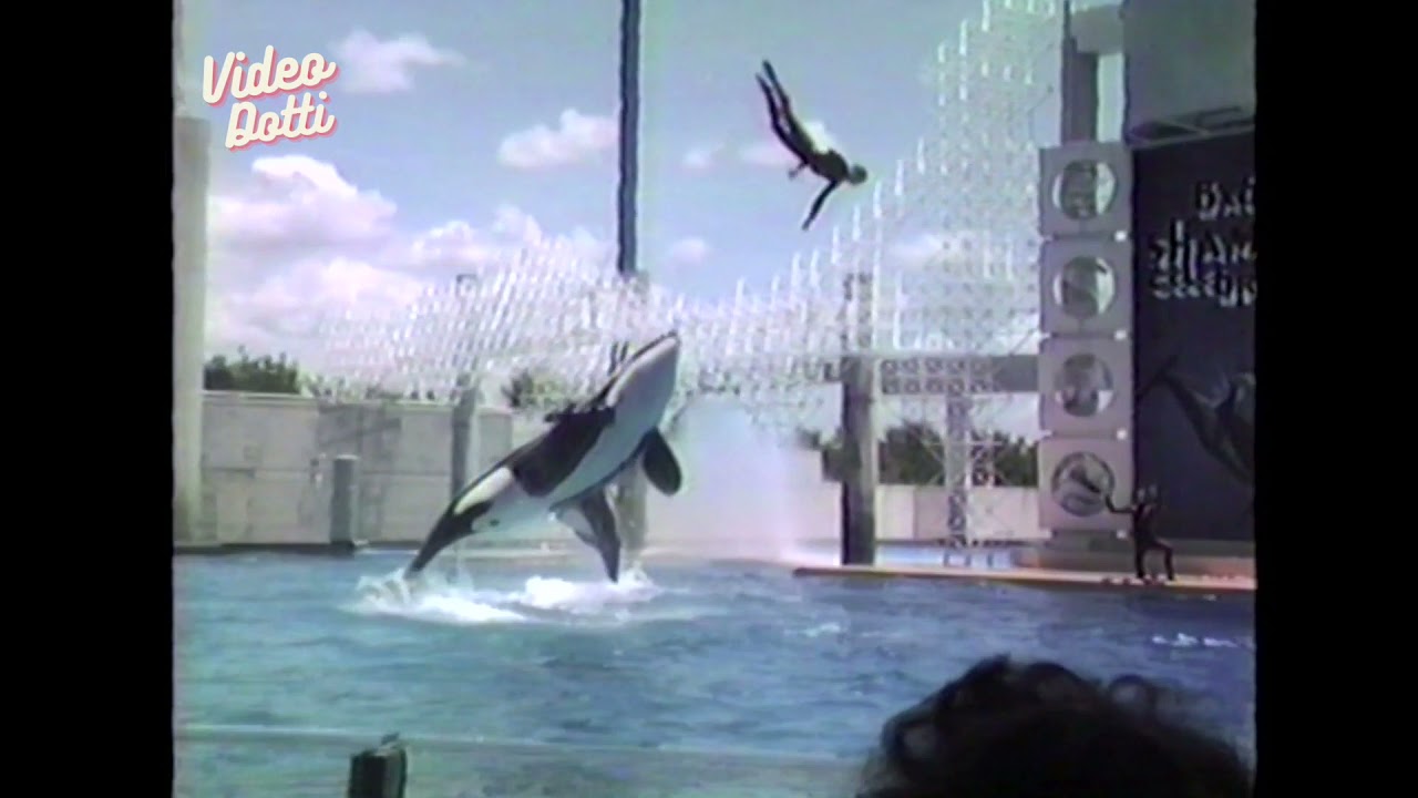 1980's Shamu & Baby Shamu Celebration SeaWorld Orlando Florida (1987) 80's Killer Whale Show