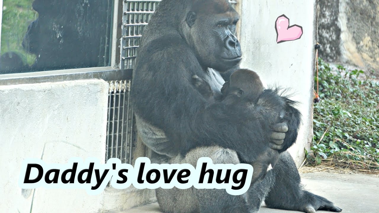 Gorilla daddy D'jeeco gave  son Jabali a love hug. So sweet 😍 / 金剛猩猩爸爸給兒子愛的抱抱