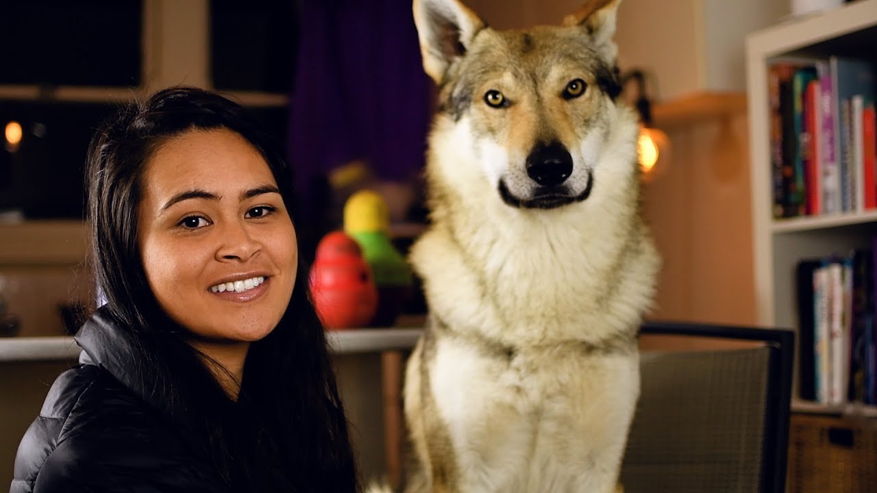 Wolfdog Kitchen - What to feed a wolfdog?