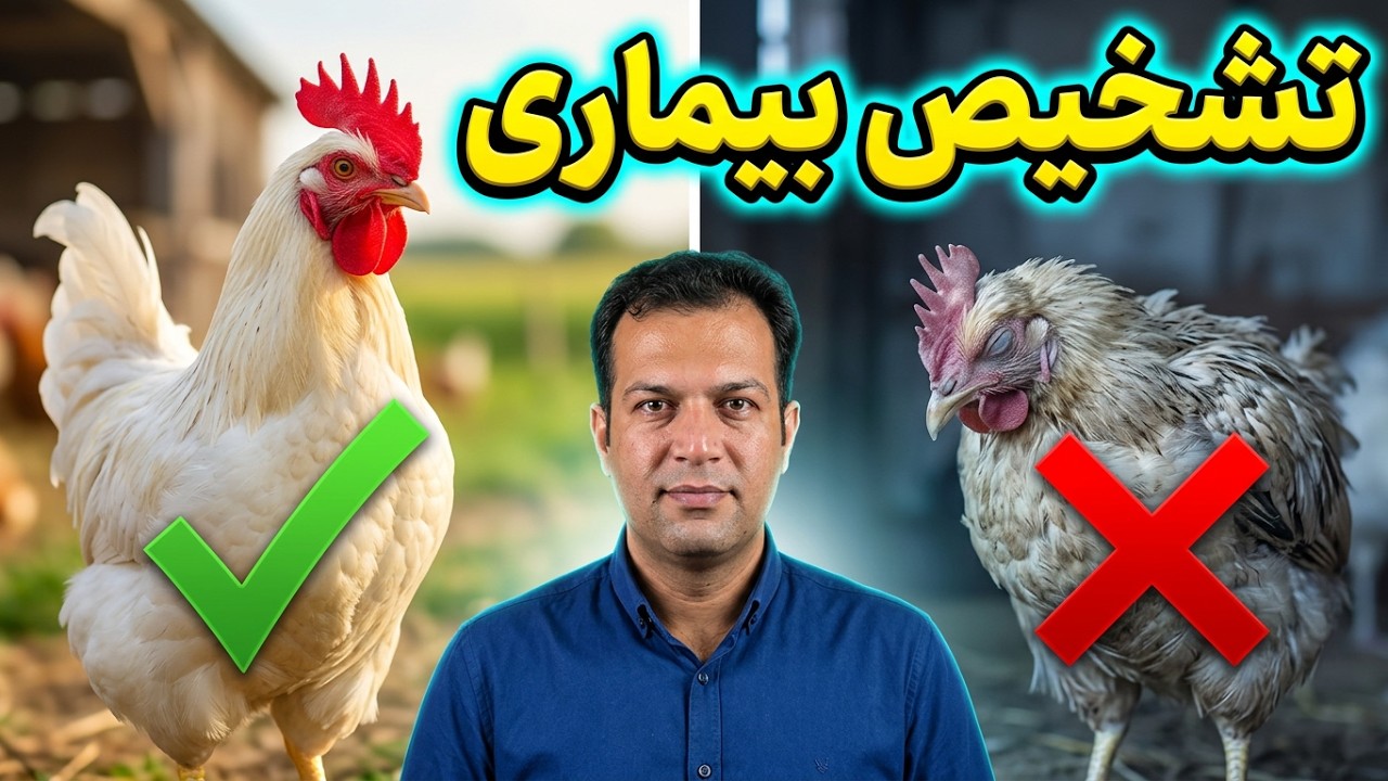 شناخت بیماریهای رایج طیور از روی غلائم ظاهری , شناخت بیماریهای طیور , تشخیص بیماری طیور