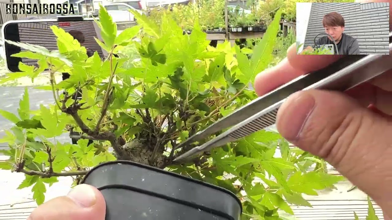 【YMJ4】やっちまった #盆栽 #bonsai