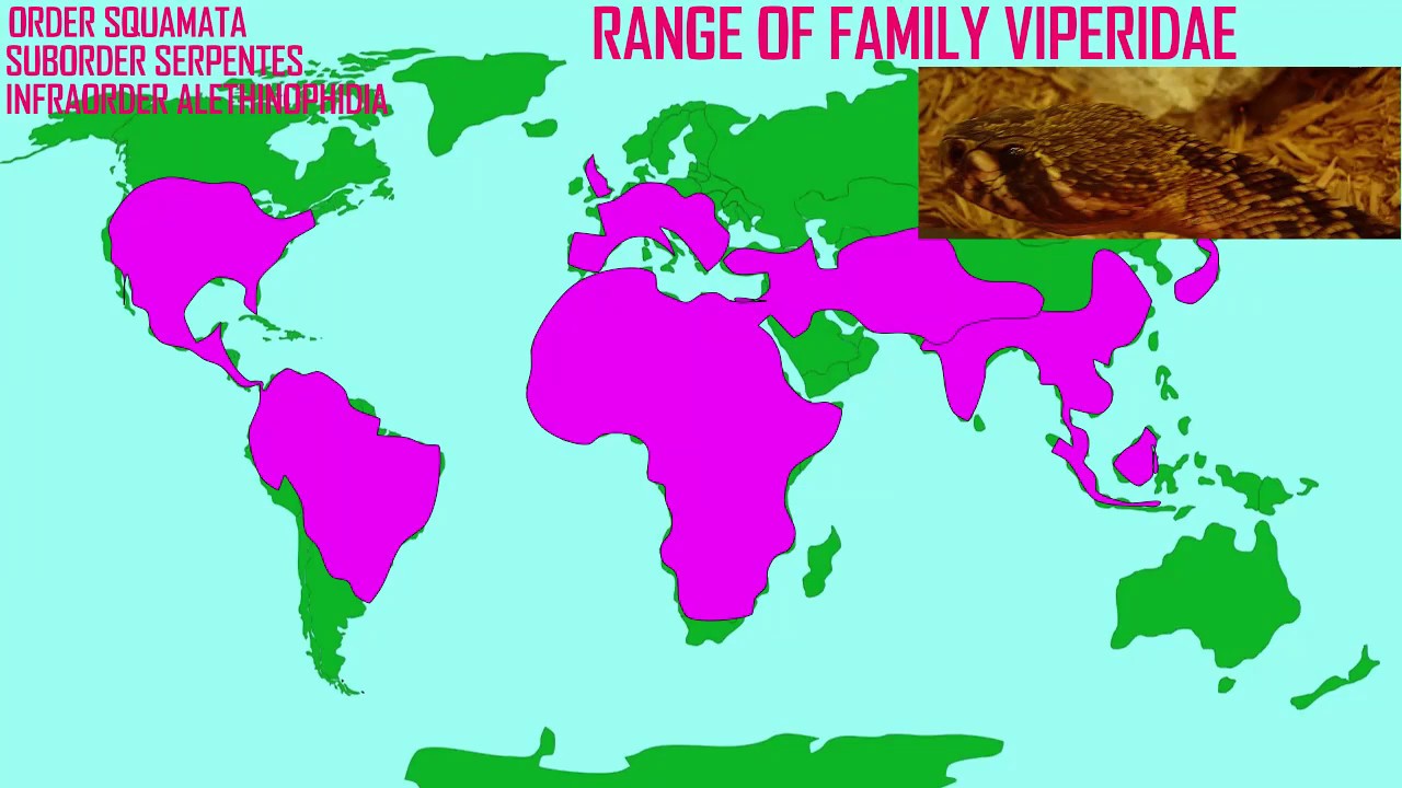 snake diversity 4: Viperidae