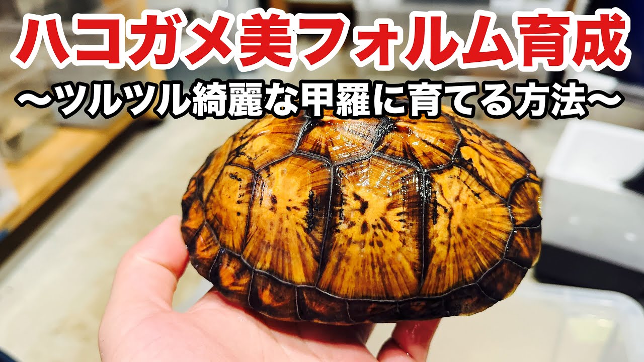 ハコガメの甲羅を綺麗に育てる飼育方法！
