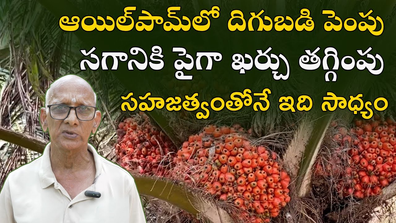 E361 | ఆయిల్ పామ్ దిగుబడి పెరుగుదల వెనుక ఉన్న కారణాలు! | #gramabazaar | 94912 78836, 833 1800 100