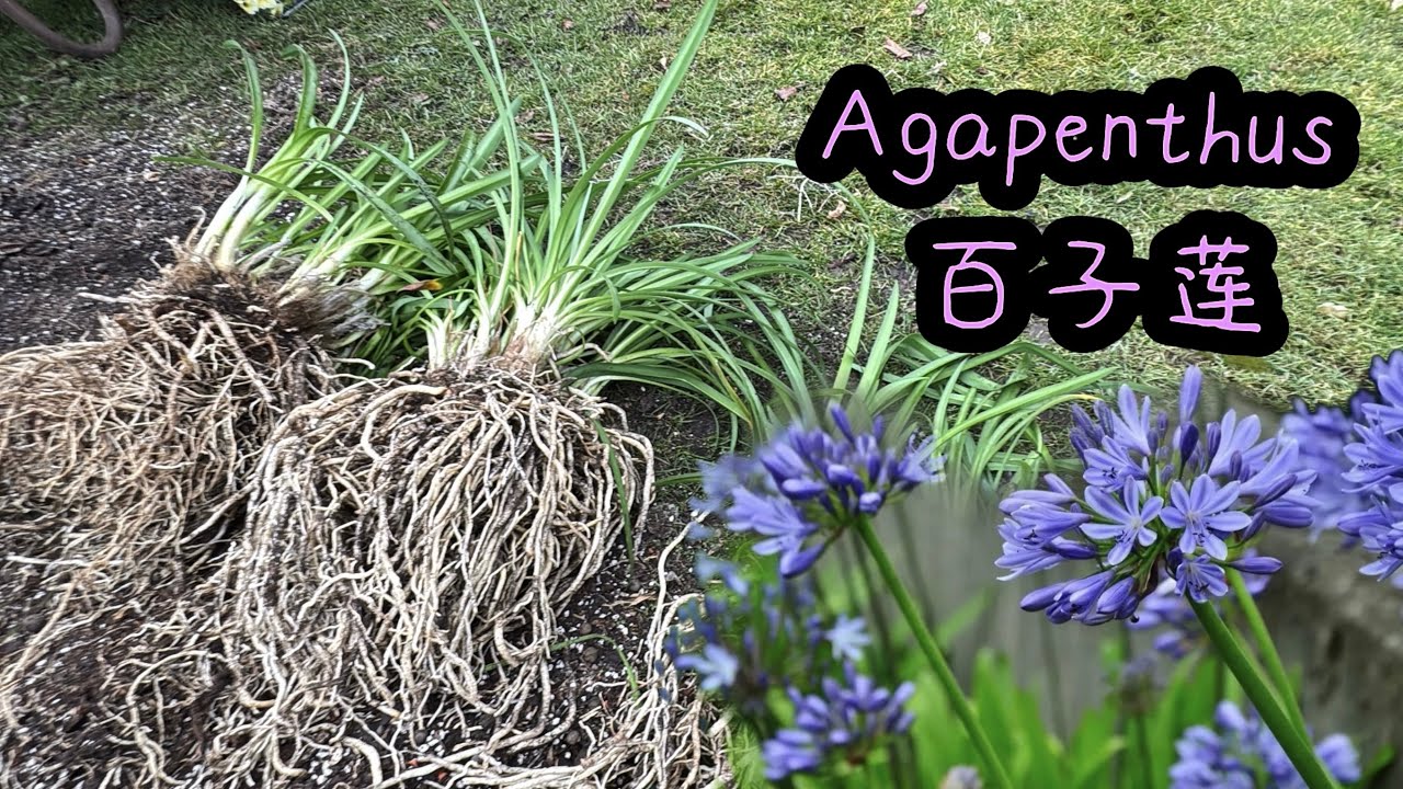 百子莲盆栽种植养护大全/北方种植需要注意什么/一盆变多盆/如何才能爆花/如何培育繁殖/10.03.2025