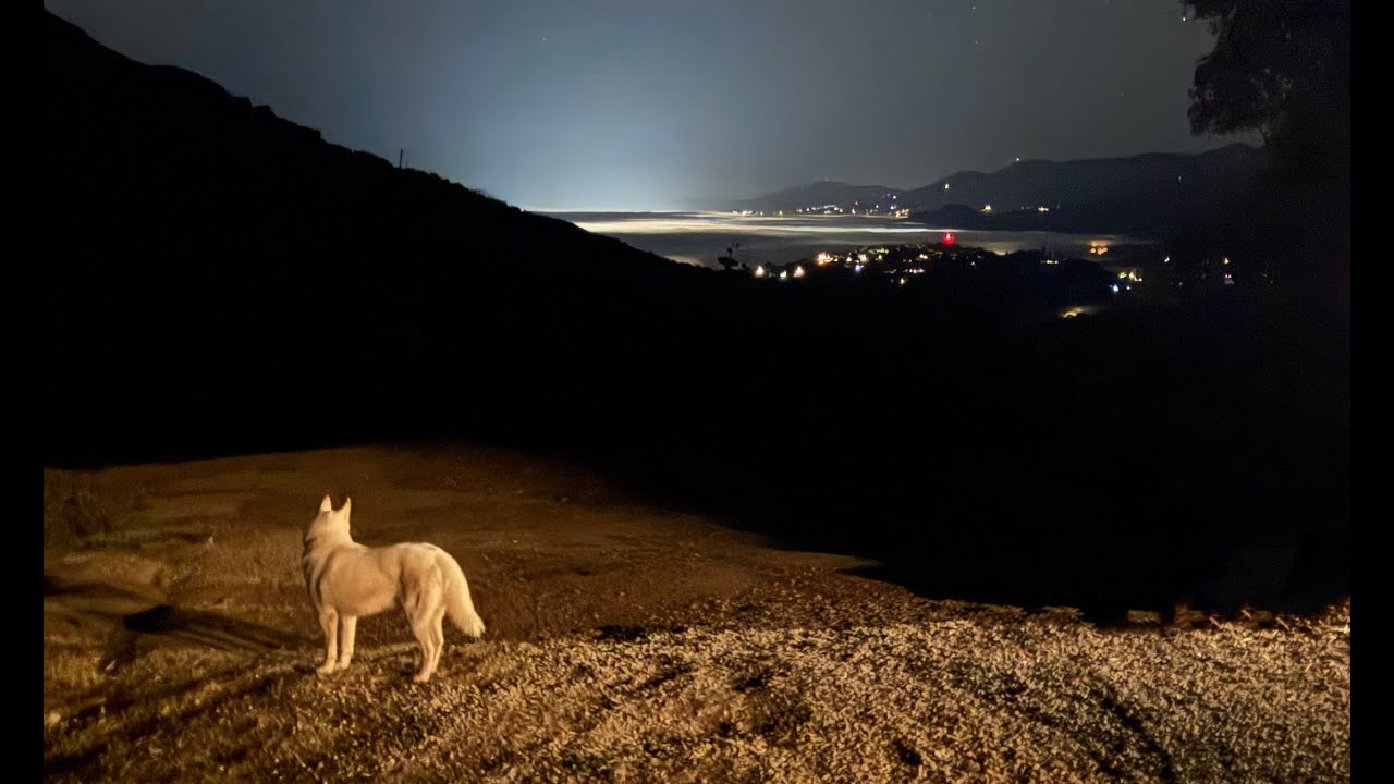 Rescued from overcrowded shelters: one year later