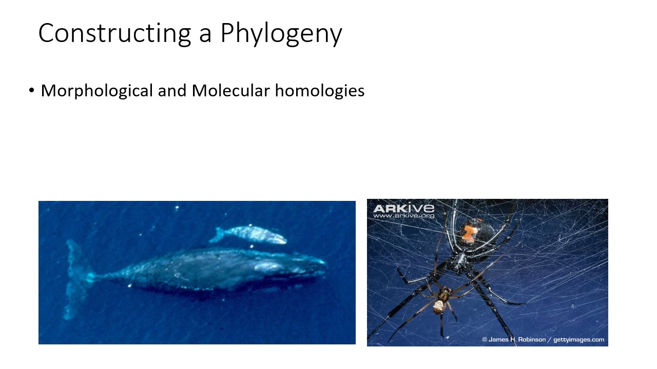 Taxonomy & Phylogeny for Zoology