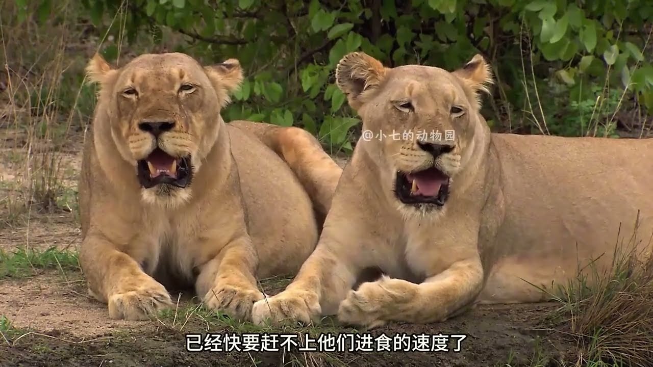 小白狮姐妹花一出生，便遭遇了各种的困境险些丧命 #动物世界 #解说版动物世界 #神奇动物在抖音   抖音