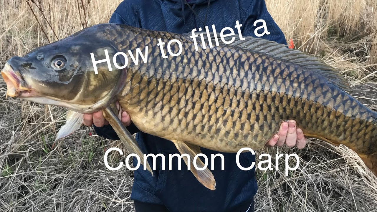 How to clean / fillet a common carp!