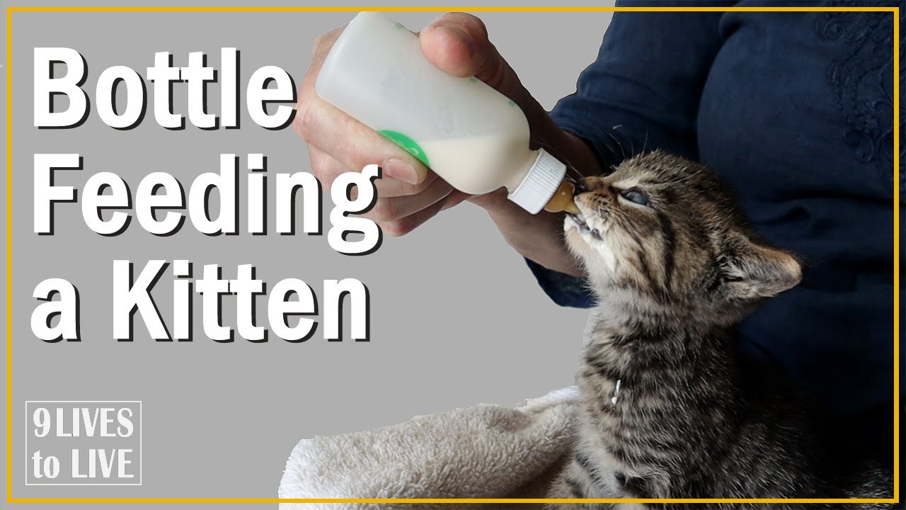 How to Bottle Feed a Kitten: Best Tips for Beginners