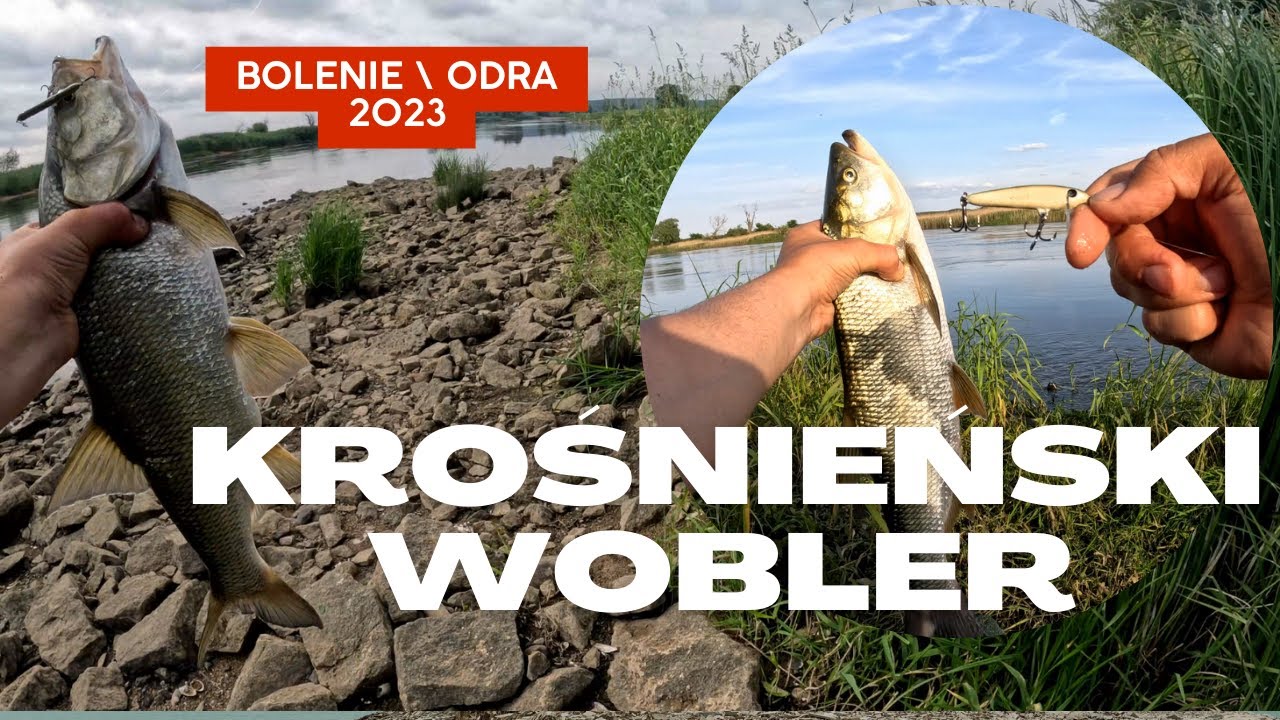 Krośnieński Wobler  - Bolenie ODRA 2023