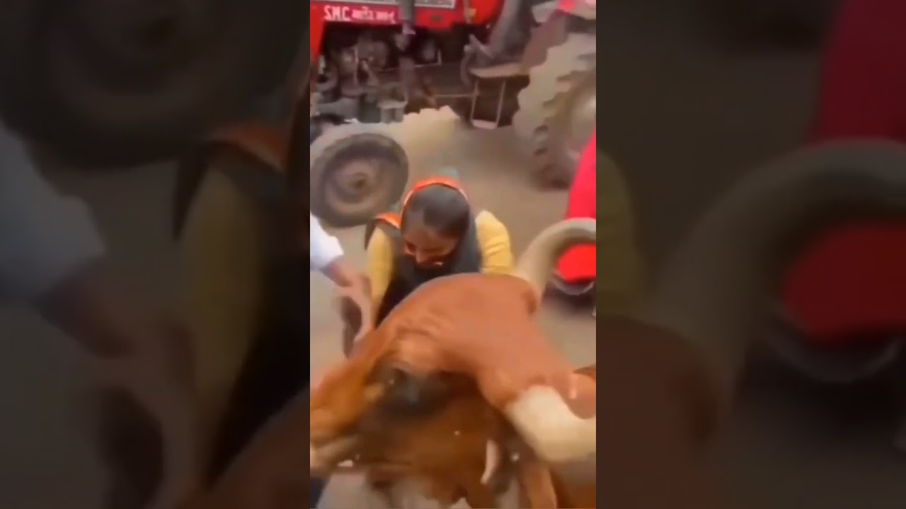 Gau rakshak/Gau mata@merigaumata #sanatandharma #cow #ytshorts #shorts #viral