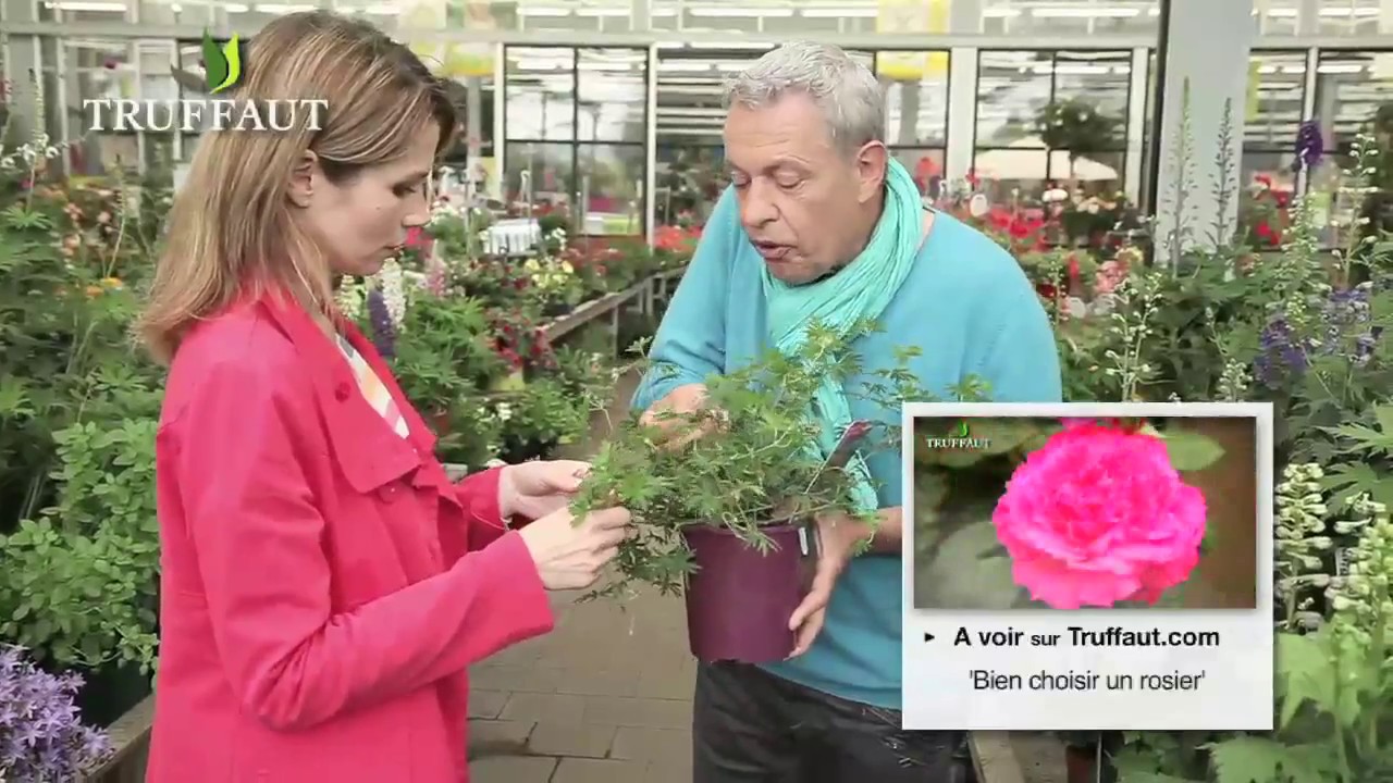 Associer un rosier &agrave; des plantes vivaces au jardin - Truffaut