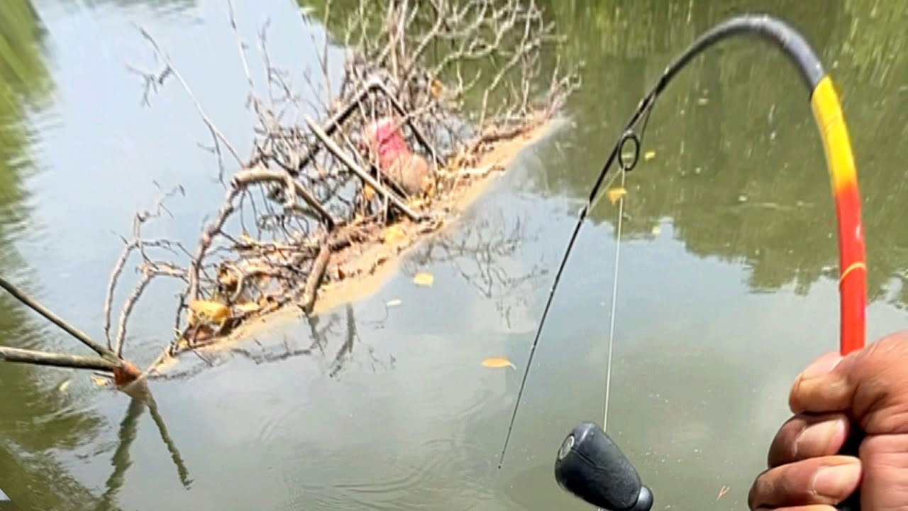 Niat mancing kakap putih malah diserang segerombolan ikan penunggu akar pohon bakau