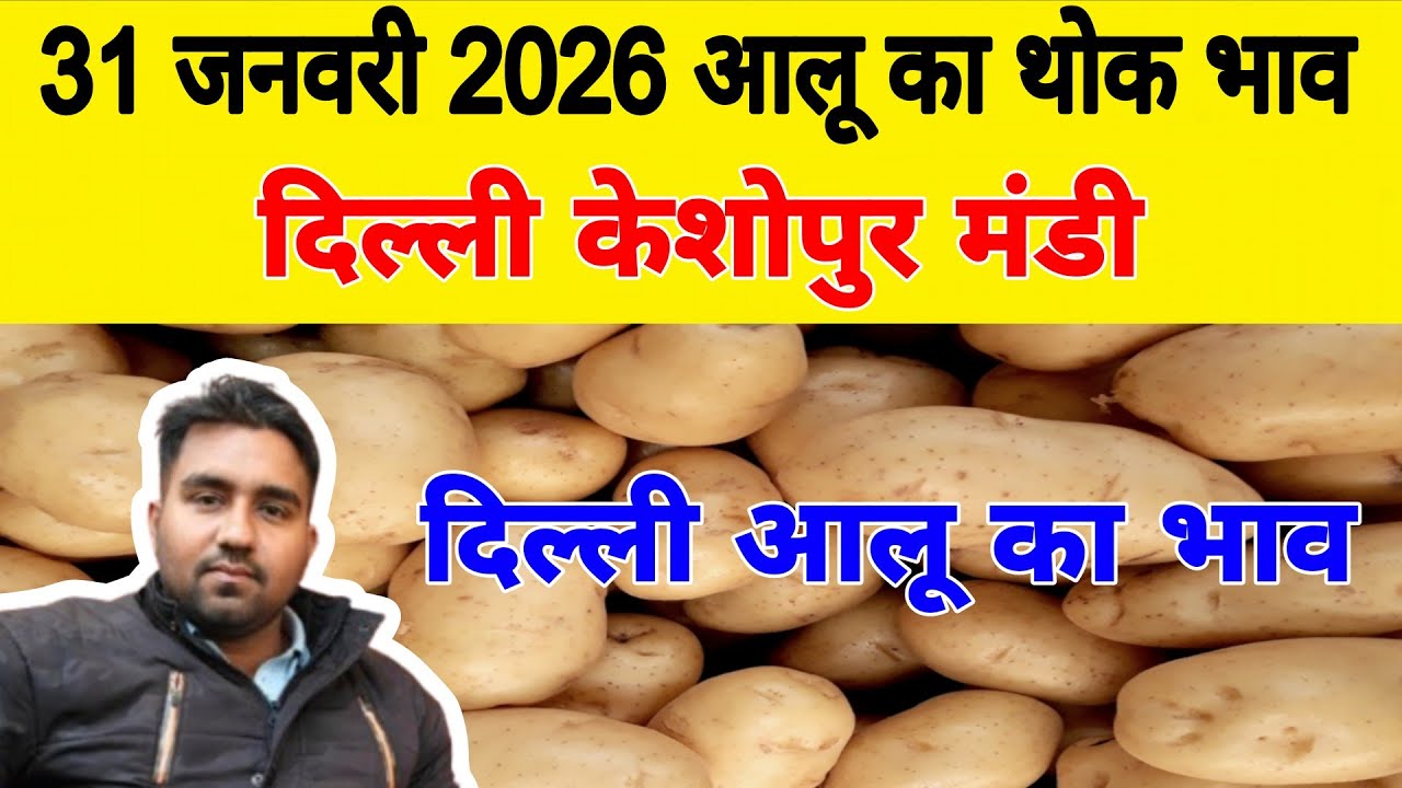 दिल्ली आलू का भाव | 🥔potato market price today | Today Potato rate | 31 Jan 2026 