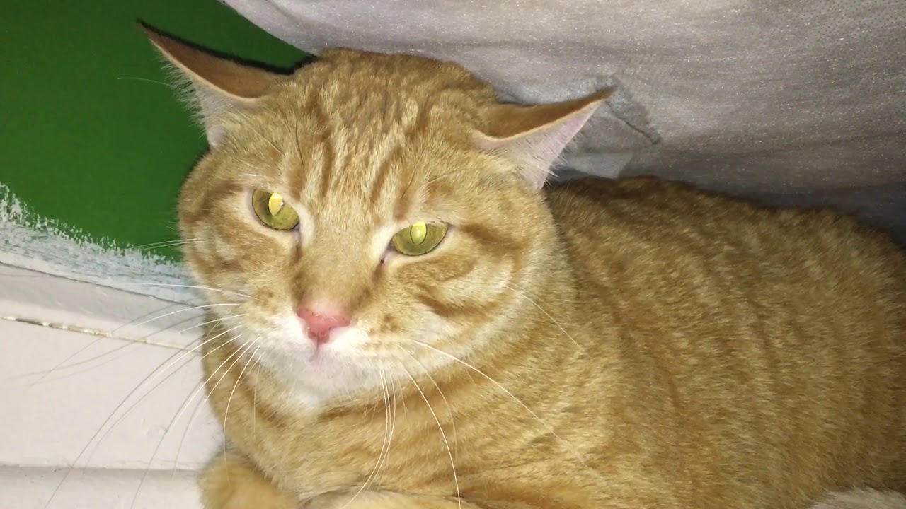Mean cat hissing and growling