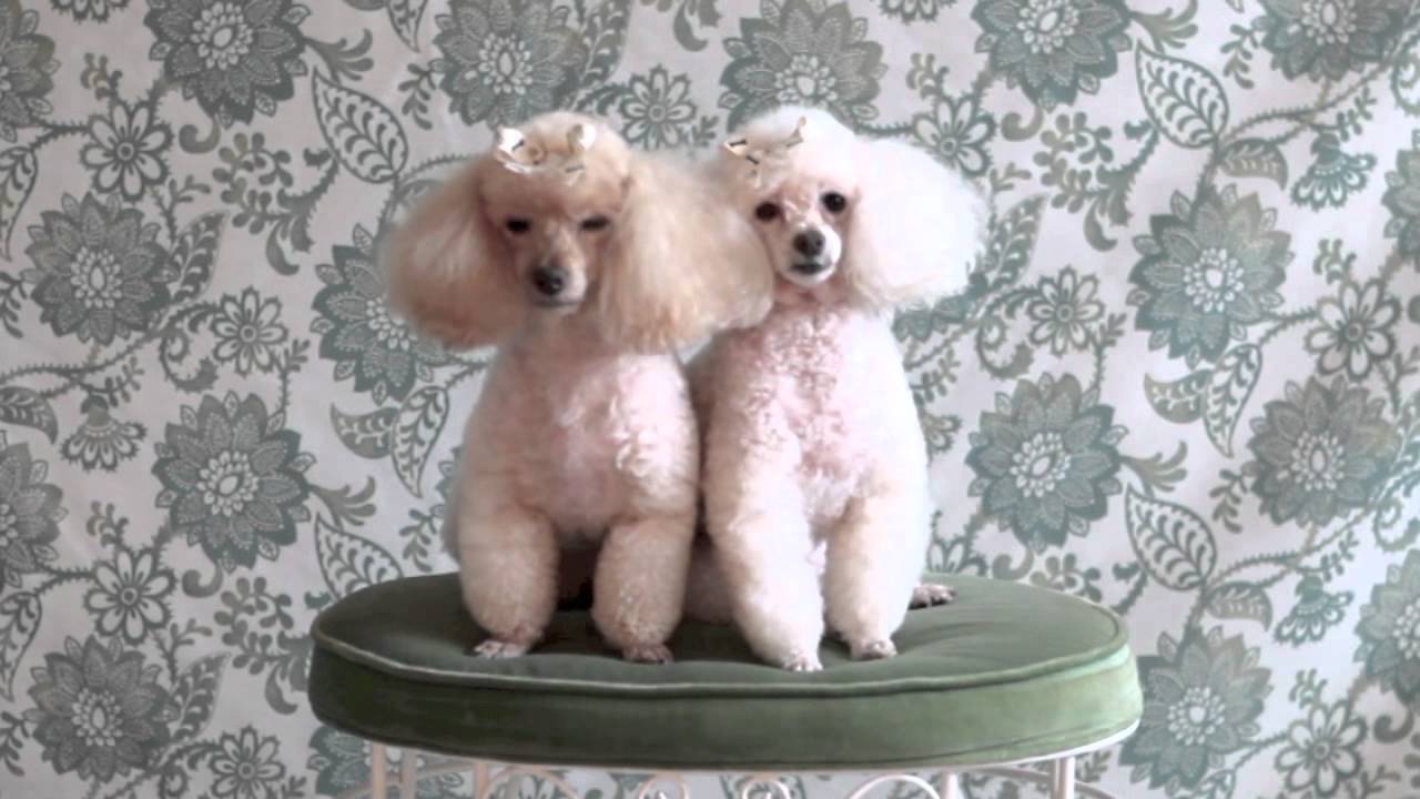 Pet Photography: Tips & Tricks Tip 22
