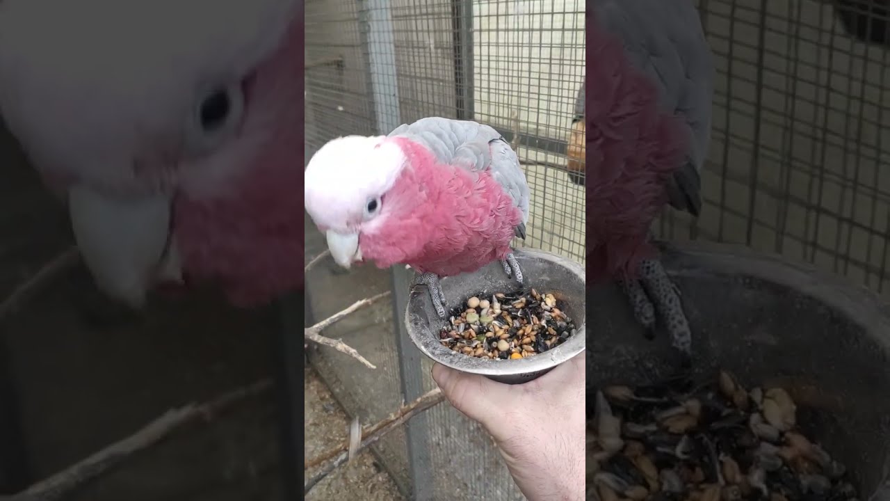 Kakadu růžový, Galah Cockatoo - ranní hrátky
