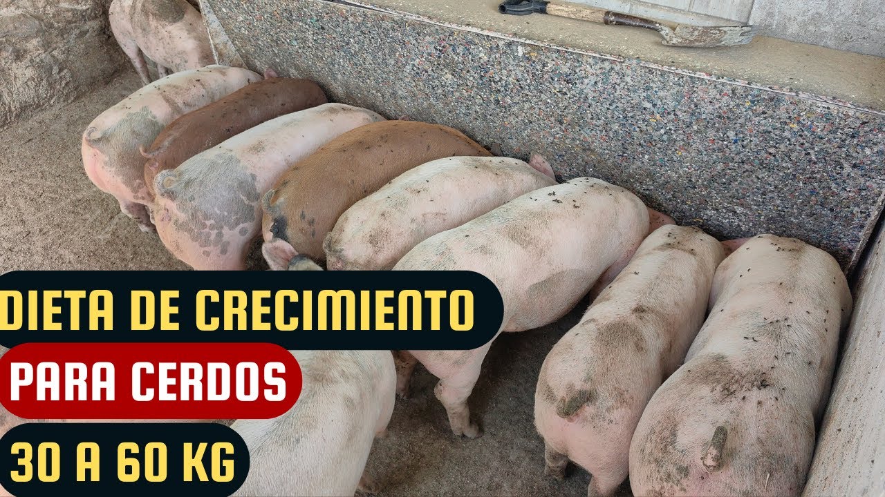 Dieta ideal para lechones de 30 a 60 kg 🐖