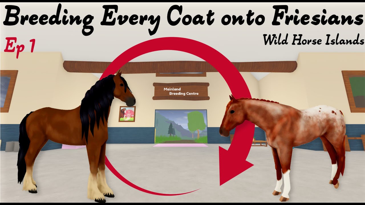 Breeding every coat onto Friesians Ep1 - Wild Horse Islands