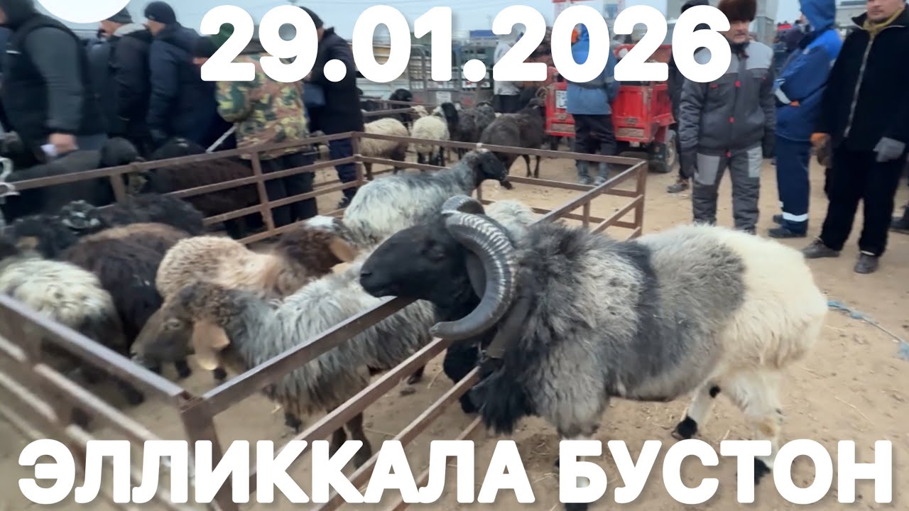 ЭЛЛИККАЛА ТУМАНИ БУСТОН ШАХРИ КУЙ БОЗОР НАРХЛАРИ 