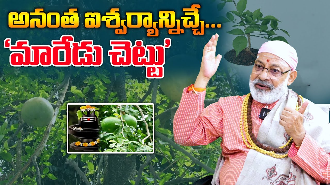 అనంత ఐశ్వర్యాన్నిచ్చే 'మారేడు చెట్టు' | Money Mindset | Bael Tree |  Maredu Tree History In Telugu