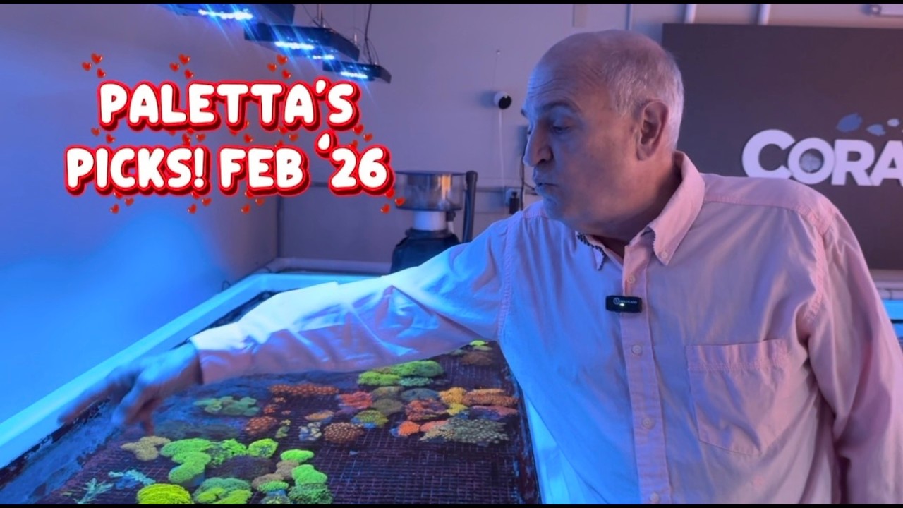 Special Valentine's Day Paletta's Picks, with Reefing Legend, Mike Paletta! (2/14/26)