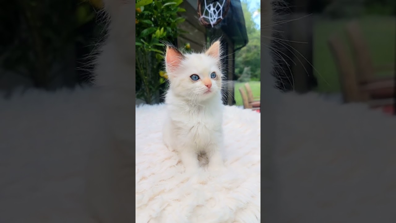 Nala - Seal Tortie Bicolour Female Ragdoll Kitten 🥰💕