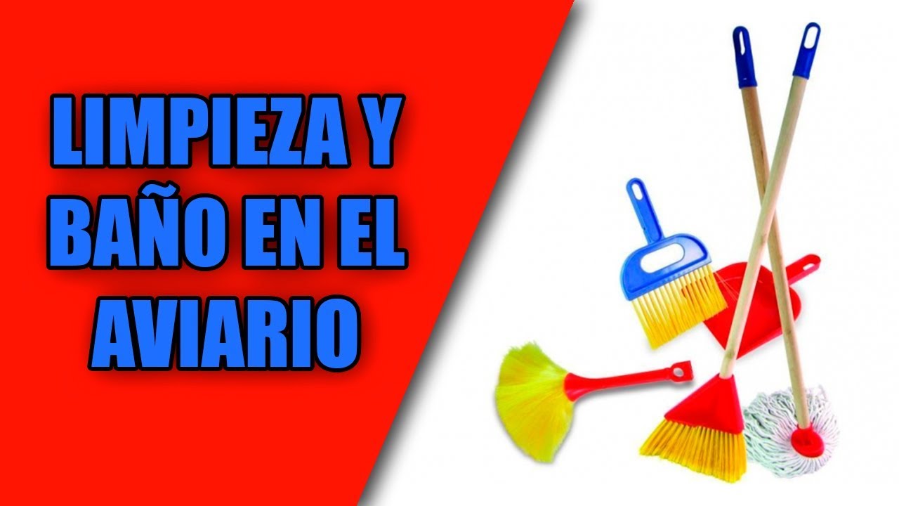 Cria canarios (Limpieza y baño en el aviario) 2018