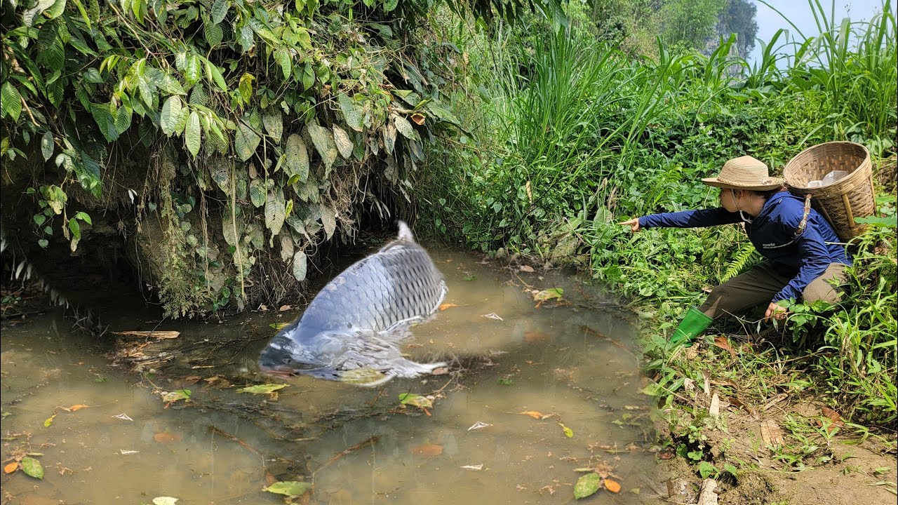 Meet the giant fish. Wild fish hunting. Giant fishing skills