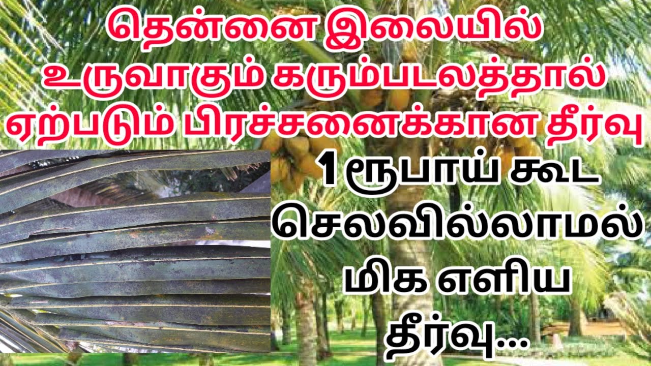 தென்னை மர இலையில் கரும்படலத்தை விரட்டியடிக்கும் மிக எளிய முறை