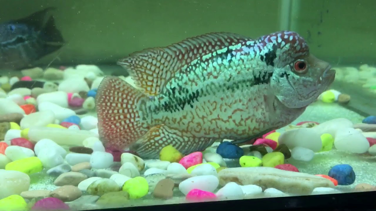 BUZZ LIGHTYEAR THE KAMFA 3 MONTHS PROGRESS