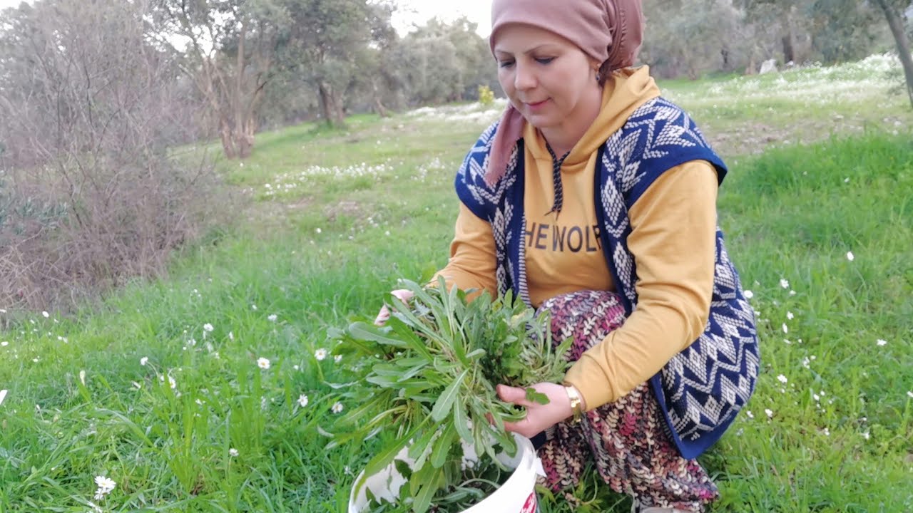 🌱✅ÜSTÜNE BASIP GEÇTİĞİMİZ BU OTU BİTMEN FAYDALARI 