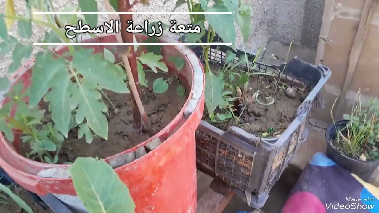 شوفو جمال الزرع على سطح المنزل اشتركو في قناتي لتشجيعي