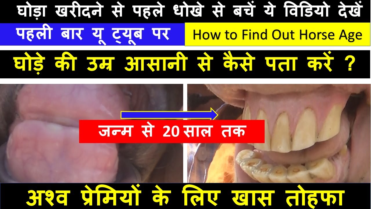 देखिये घोड़े की उम्र दाँत देखकर कैसे पता करें ? धोखाधड़ी से बचें। How To Know Horse age ? Equine Video