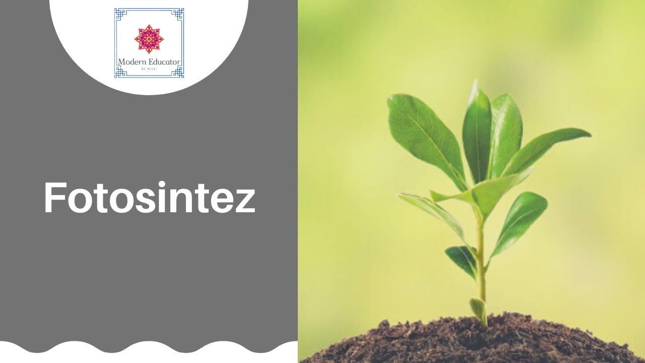 Fotosintez