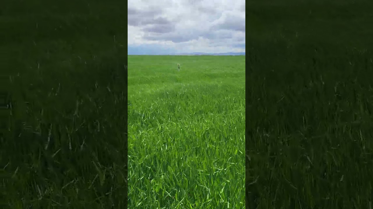 Arpa Sulama #farming #farm #wheat #