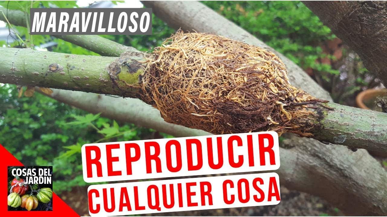 COMO HACER UN ACODO AEREO Y REPRODUCIR CUALQUIER ARBOL O ARBUSTO