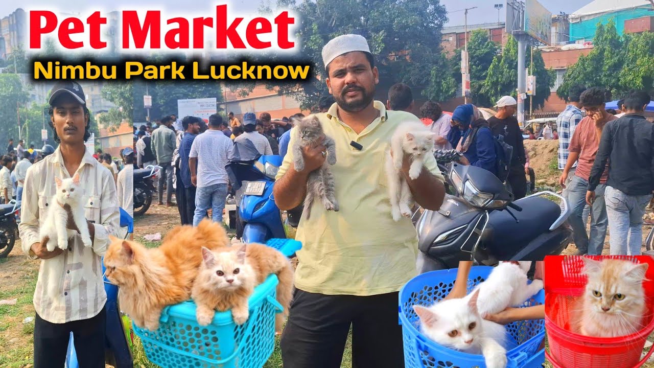 Lucknow Pet market 🎉💯 |Persian Kittens |Sunday Nimbu Park Pet market Lucknow 