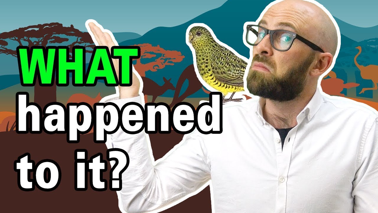 The World's Most Elusive Bird