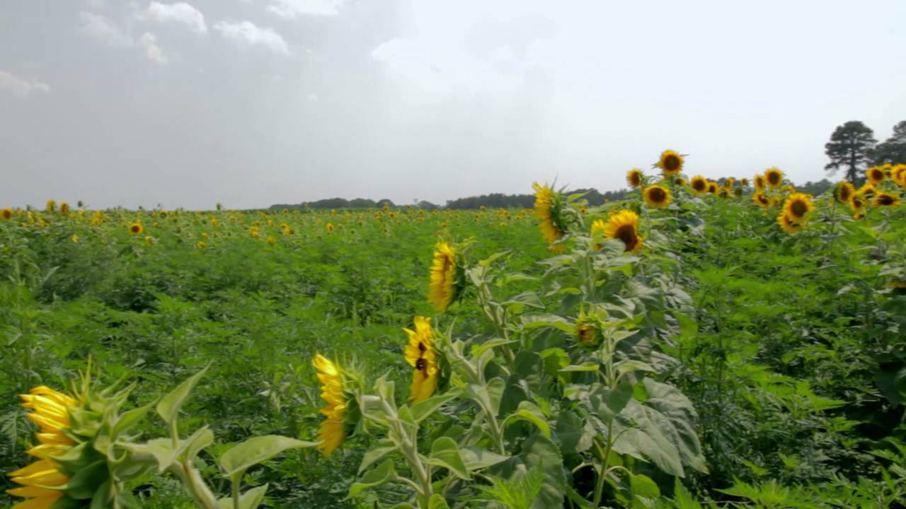 Conserving Rural Heritage on Maryland's Lower Eastern Shore