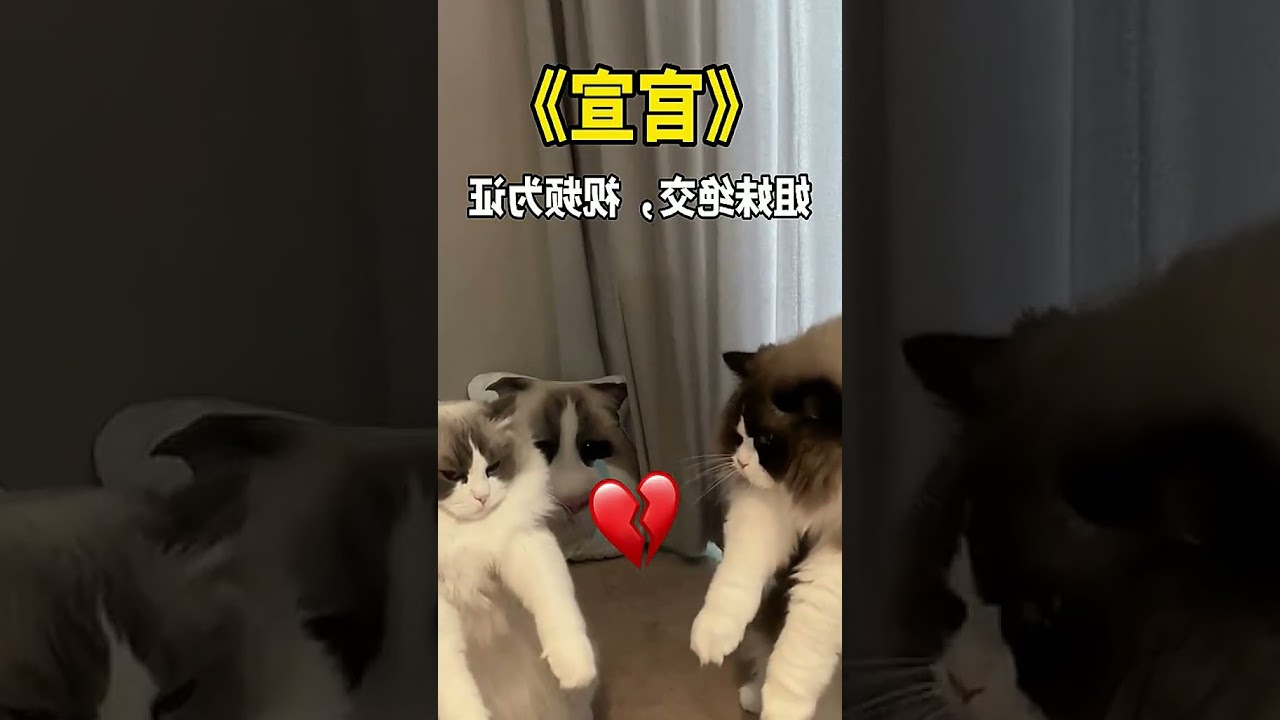 When You Reach My Age, You'll Understand - The Multi-Cat Household