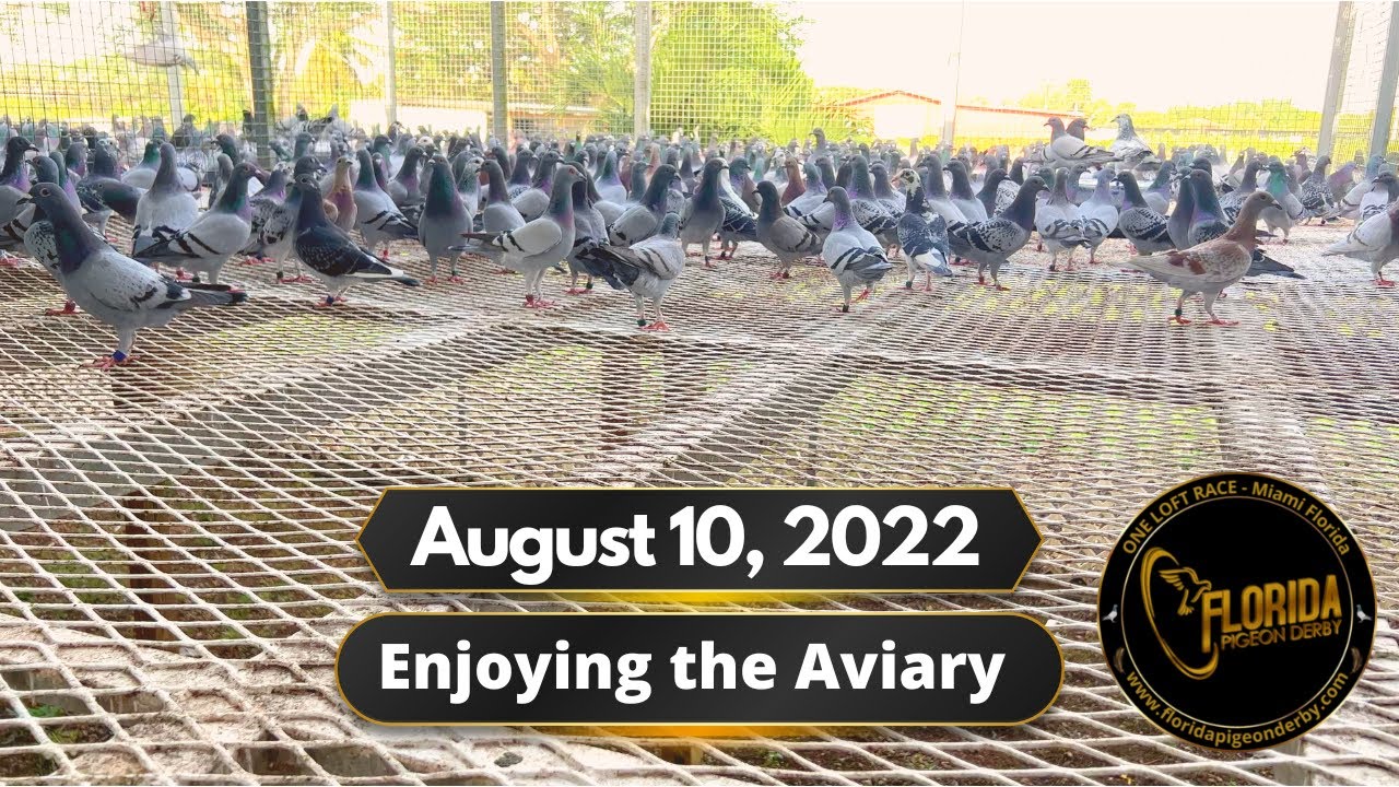 August 10th, 2022 Florida Pigeon Derby