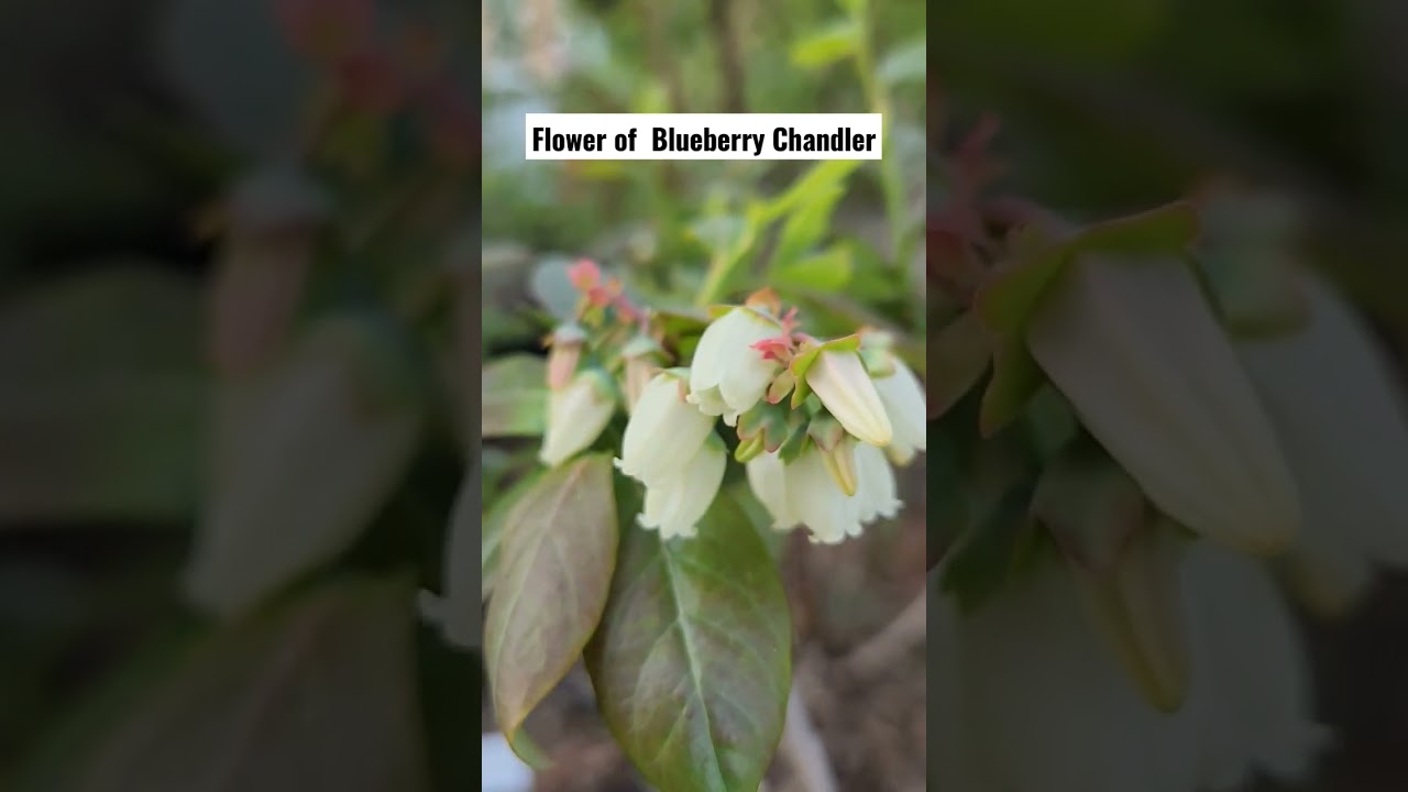 Flower of  Blueberry Chandler
