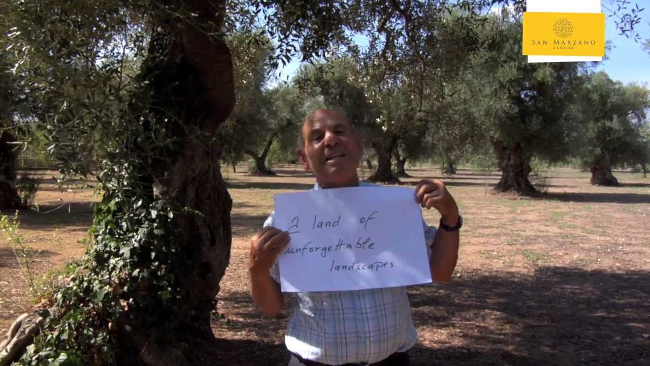 OUR UNIQUE REGION, PUGLIA - San Marzano Wines