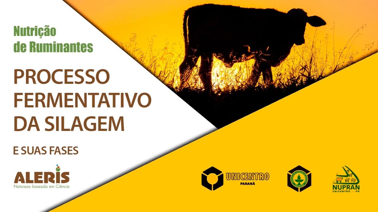 S1|E3 · Processo Fermentativo da Silagem e suas Fases