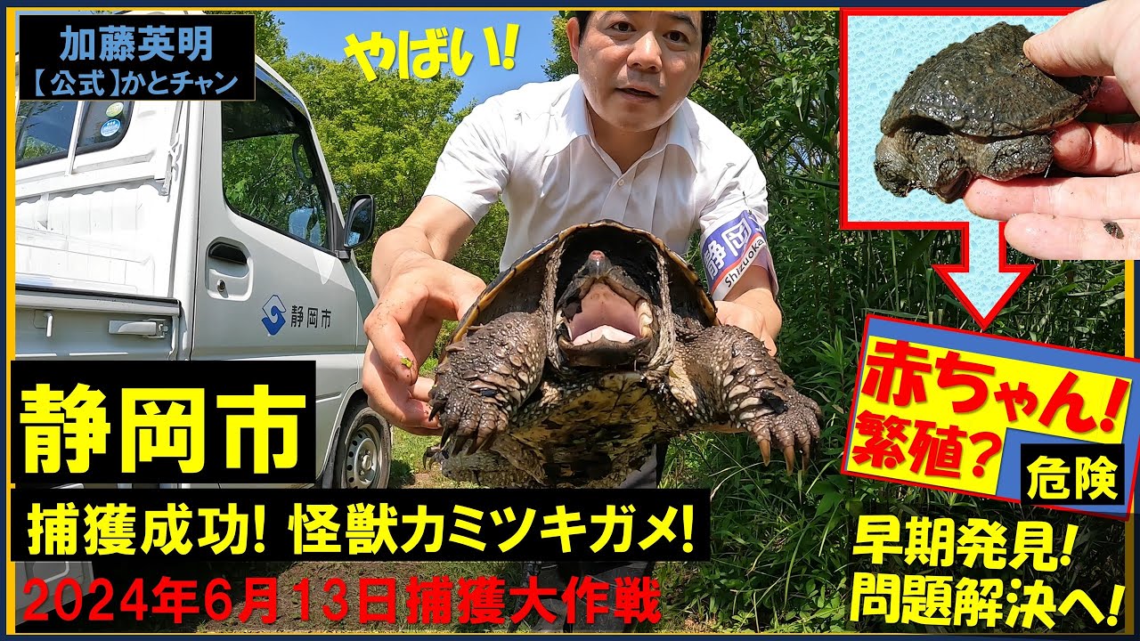 捕獲成功！怪獣カミツキガメ！緊急事態！？静岡市カミツキガメ異常発生！繁殖も！？Snapping turtle,Shizuoka,Japan.Naturalization！≫ 加藤英明【公式】かとチャン