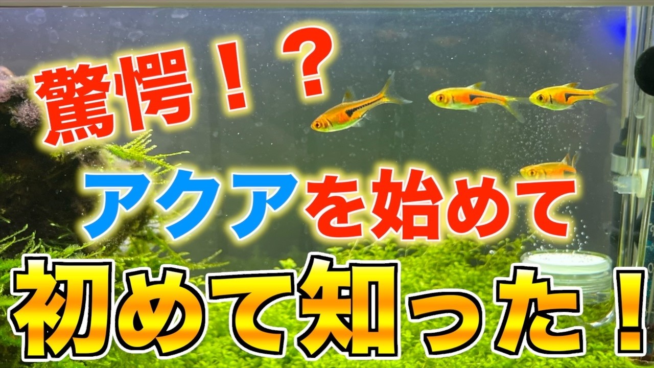 【驚き】アクアリウムを始めるまで知らなかった事！