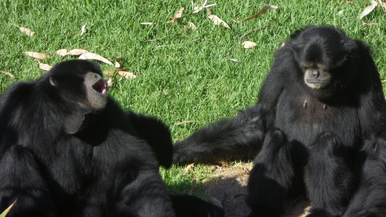 Siamang Song