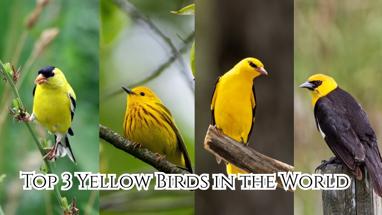 Top 5 Beautiful Yellow Birds in the World |#Birds video | #birds